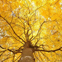زرد درختان پاییزی
